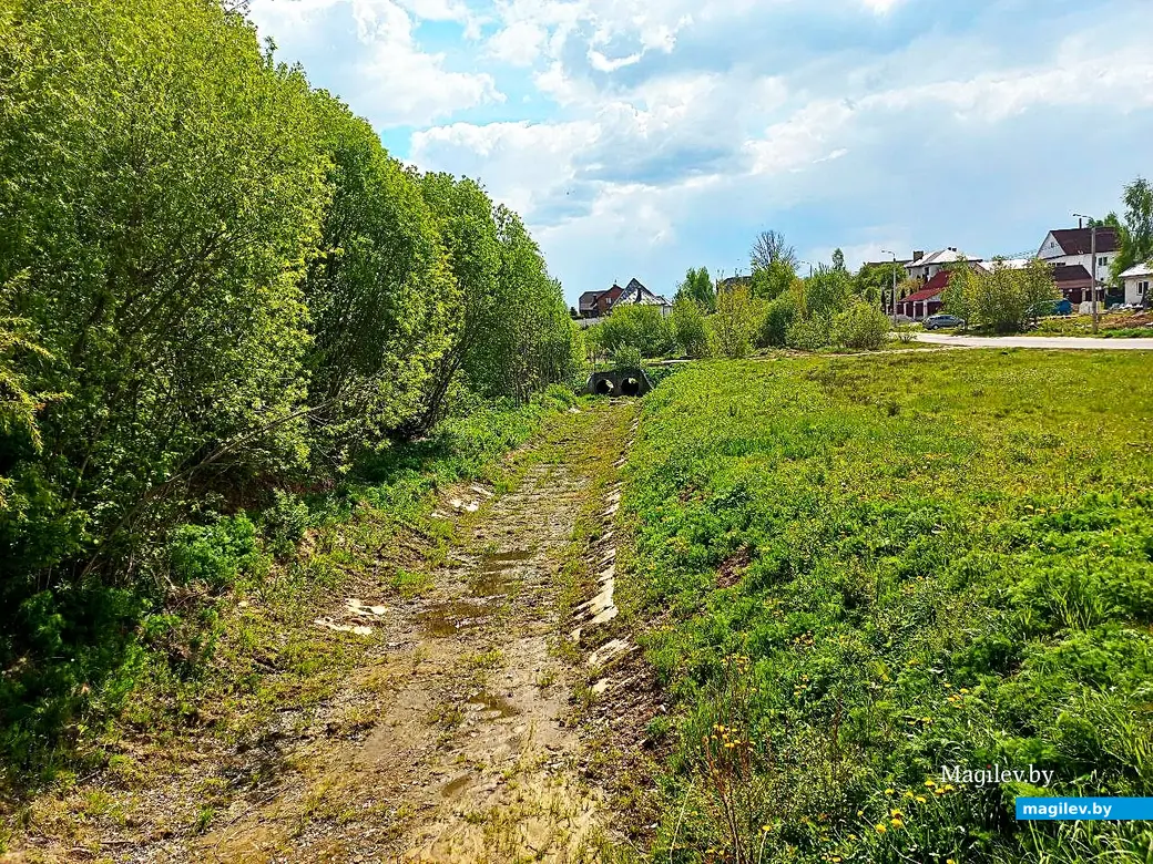 Май 2025 года, Могилев, окрестности микрорайона Казимировка.