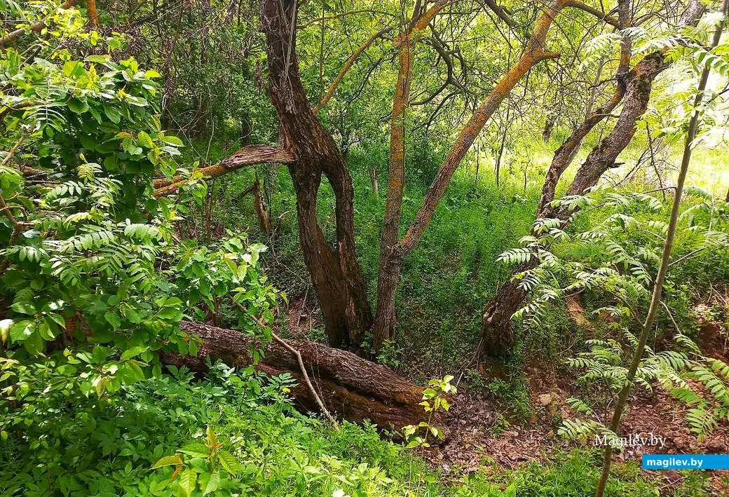 Май 2025 года, Могилев, окрестности микрорайона Казимировка.