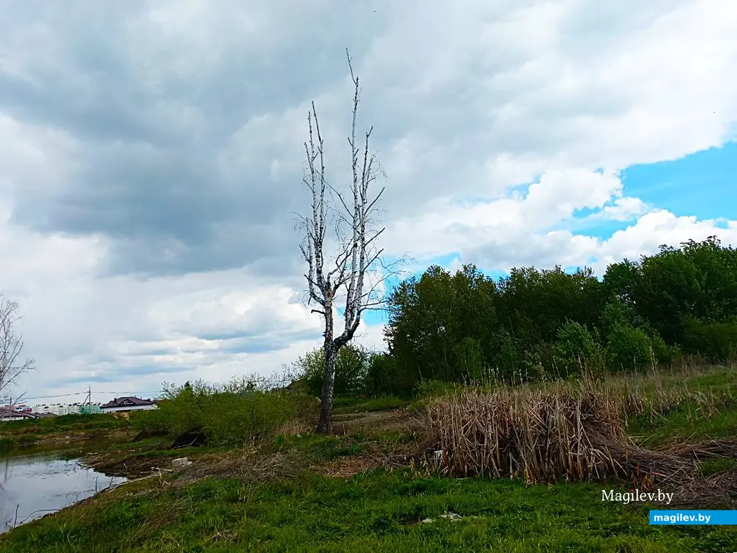 Май 2025 года, Могилев, окрестности микрорайона Казимировка.