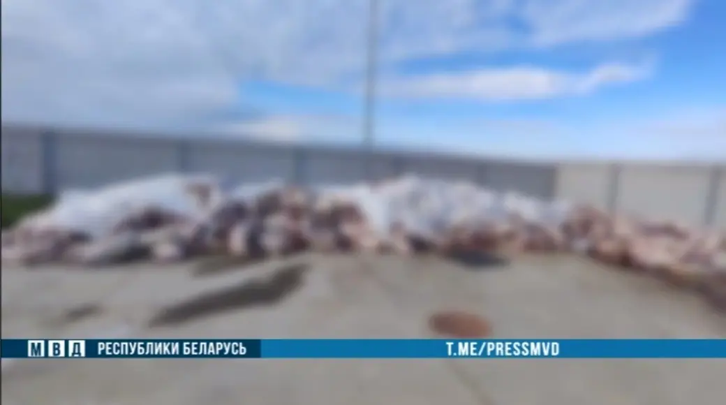 В Витебской области из-за халатности работника погибло около 700 поросят. Фото: МВД РБ