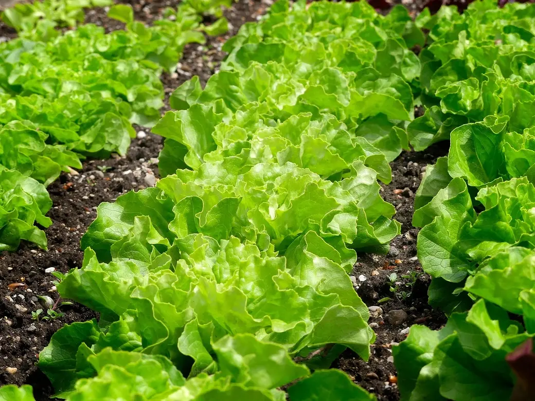 Огород. Фото pixabay.com.