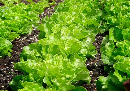 Экологично и эффективно: крупа вместо удобрения на дачном участке