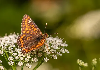 О погоде в Беларуси на лето-2025 рассказал искусственный интеллект