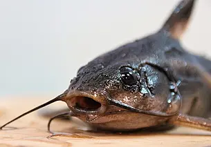 В Беларуси вводится сезонный запрет на лов сома. В Могилевской области – с 31 мая