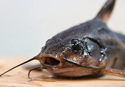 В Беларуси вводится сезонный запрет на лов сома. В Могилевской области – с 31 мая