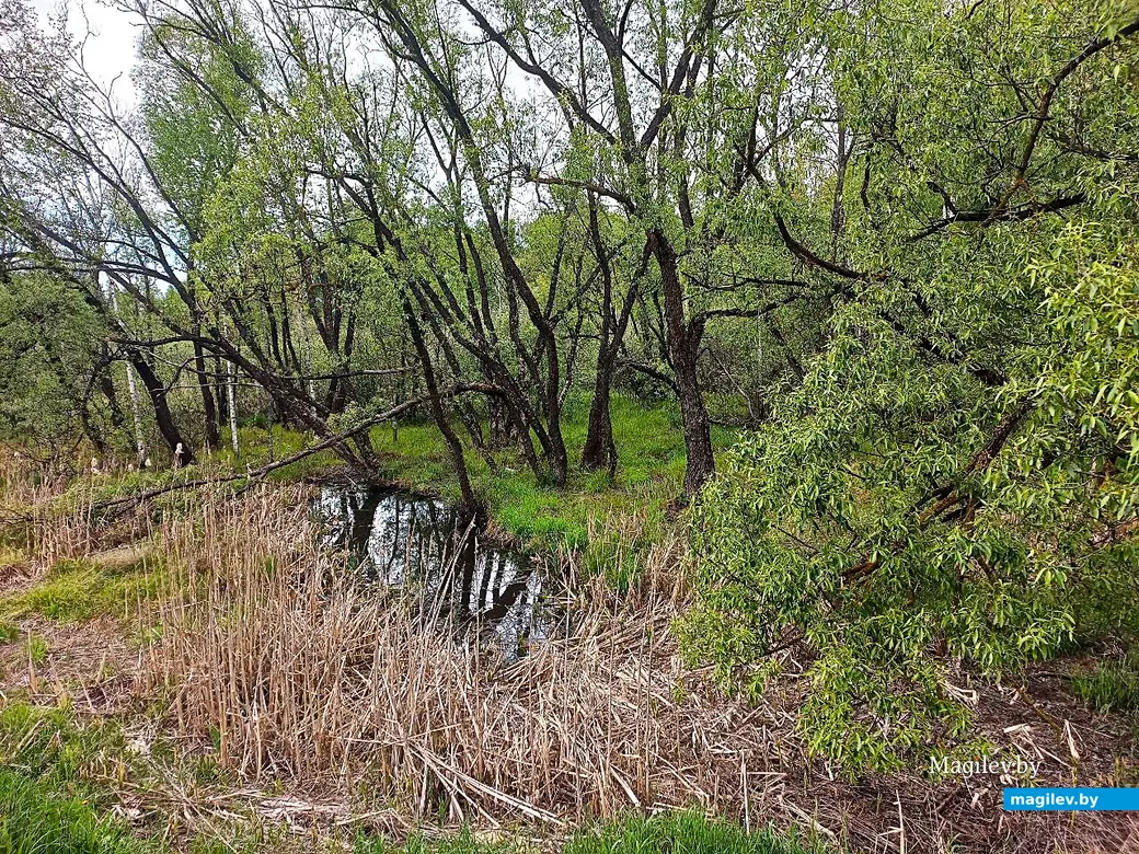 19.05.2025, Могилев, окрестности микрорайона Казимировка.