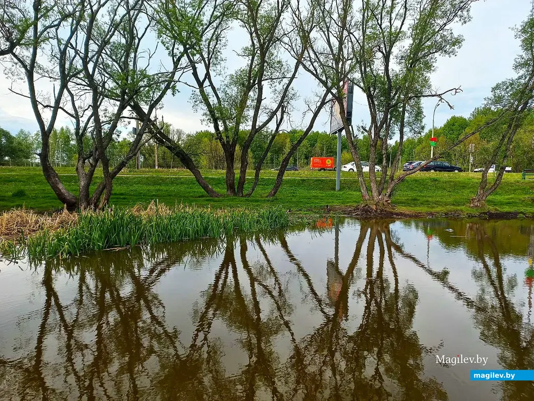 19.05.2025, Могилев, окрестности микрорайона Казимировка.