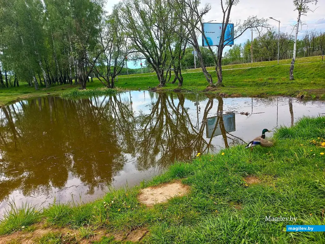 19.05.2025, Могилев, окрестности микрорайона Казимировка.