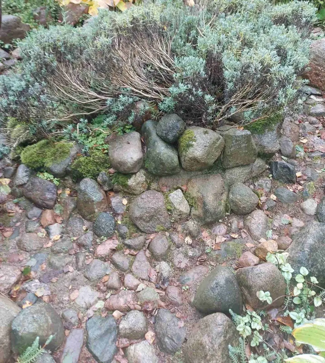 Ноябрь 2024 года. Дача. Станция Понизов. Могилевская область. «Спираль пряных трав».