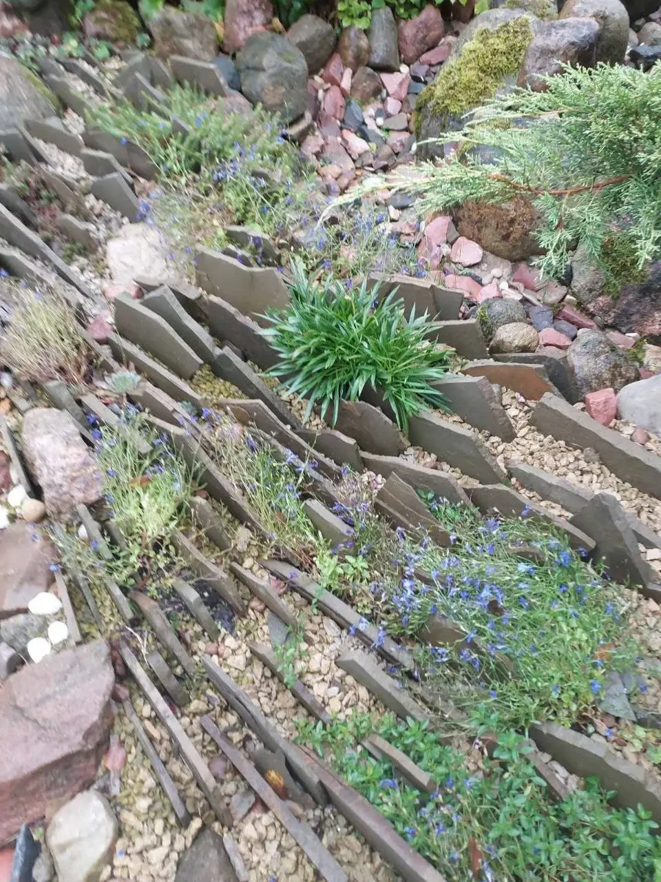 Ноябрь 2024 года. Дача. Станция Понизов. Могилевская область. «Чешская скалка».