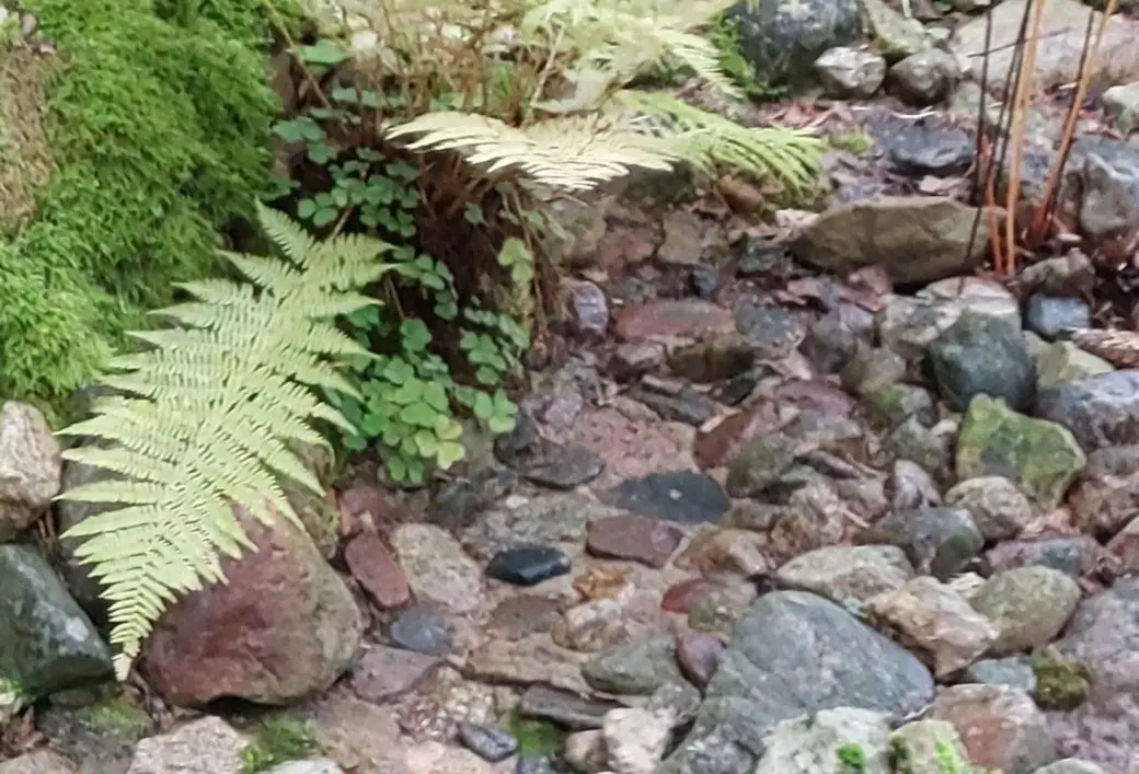 Октябрь 2024 года. Дача. Станция Понизов. Могилевская область. Каскадный рокарий.