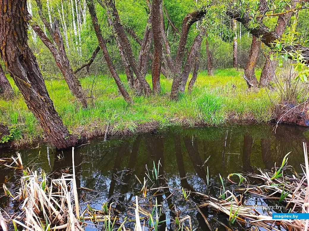 19.05.2025, Могилев, окрестности микрорайона Казимировка.