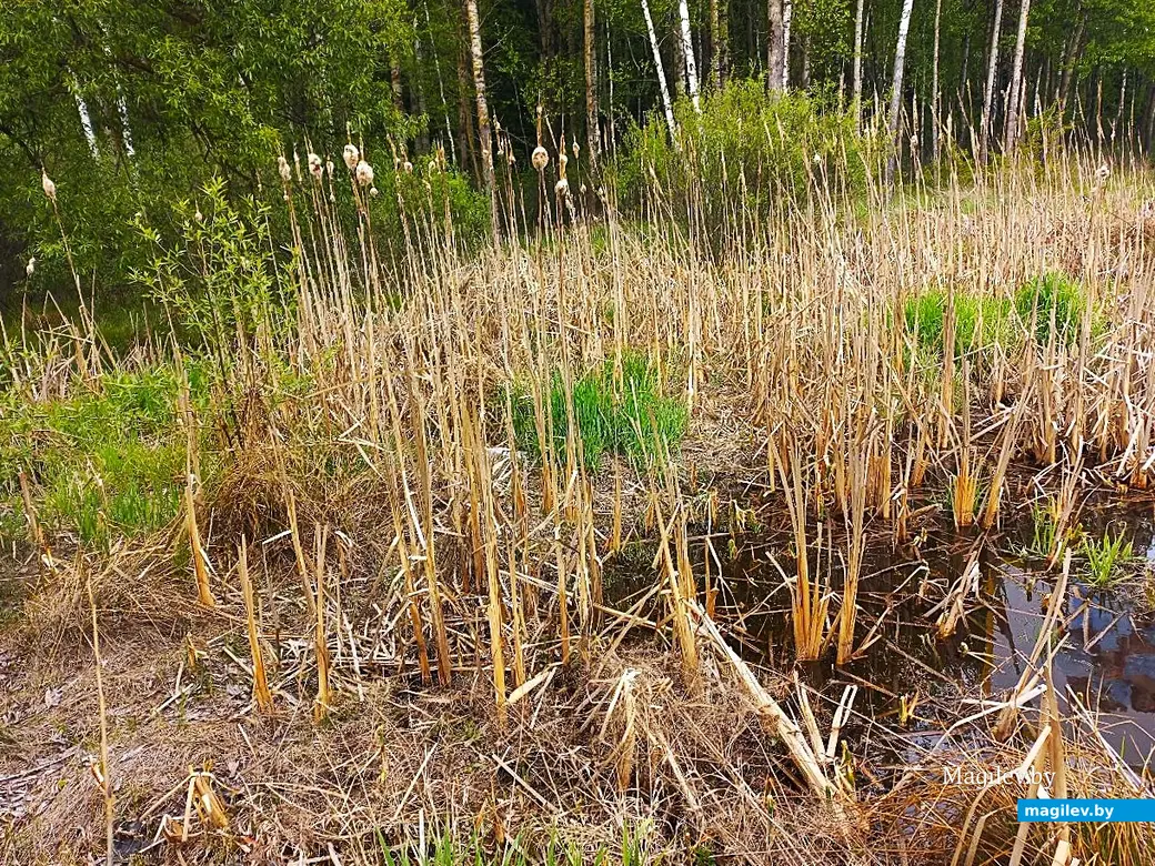 19.05.2025, Могилев, окрестности микрорайона Казимировка.