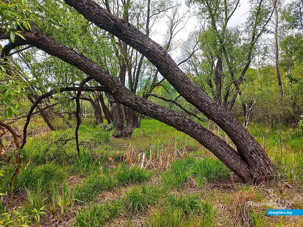 19.05.2025, Могилев, окрестности микрорайона Казимировка.