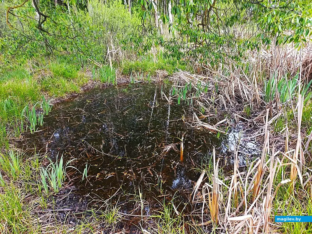 19.05.2025, Могилев, окрестности микрорайона Казимировка.