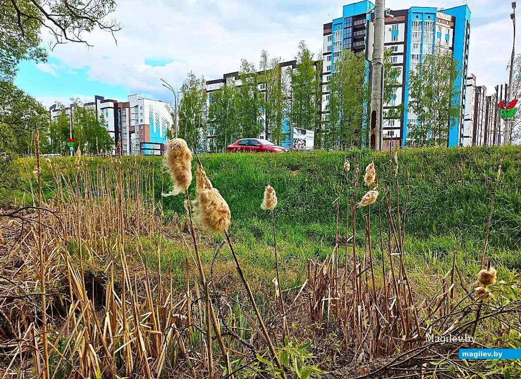 19.05.2025, Могилев, окрестности микрорайона Казимировка.