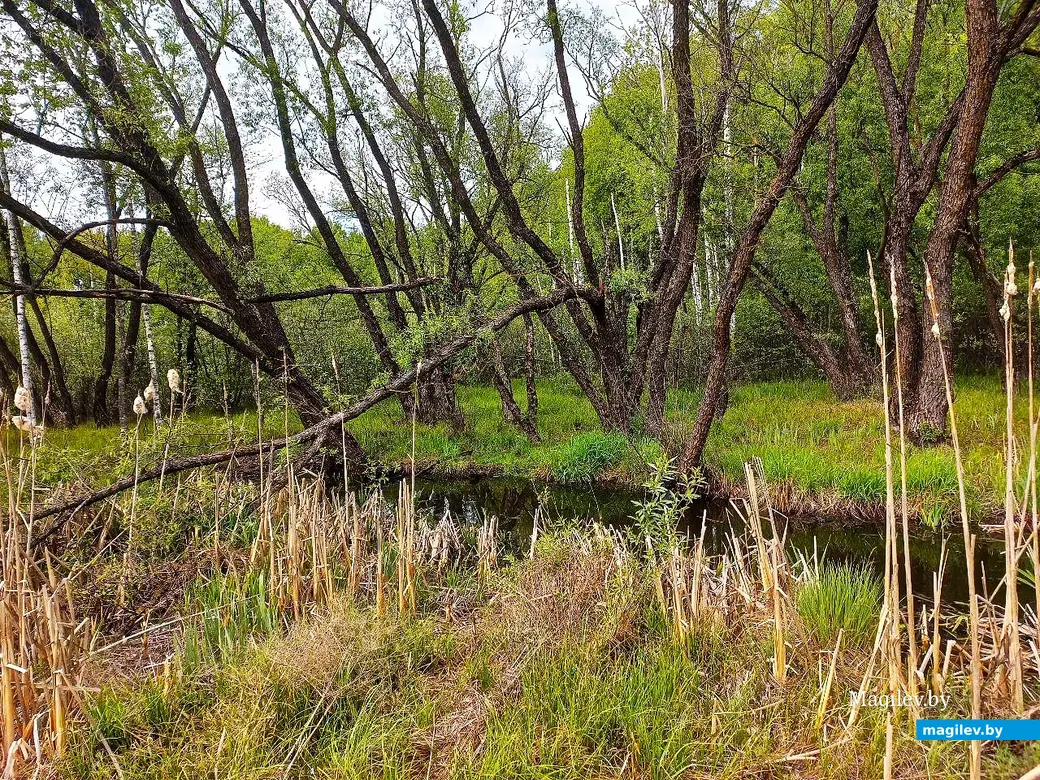 19.05.2025, Могилев, окрестности микрорайона Казимировка.