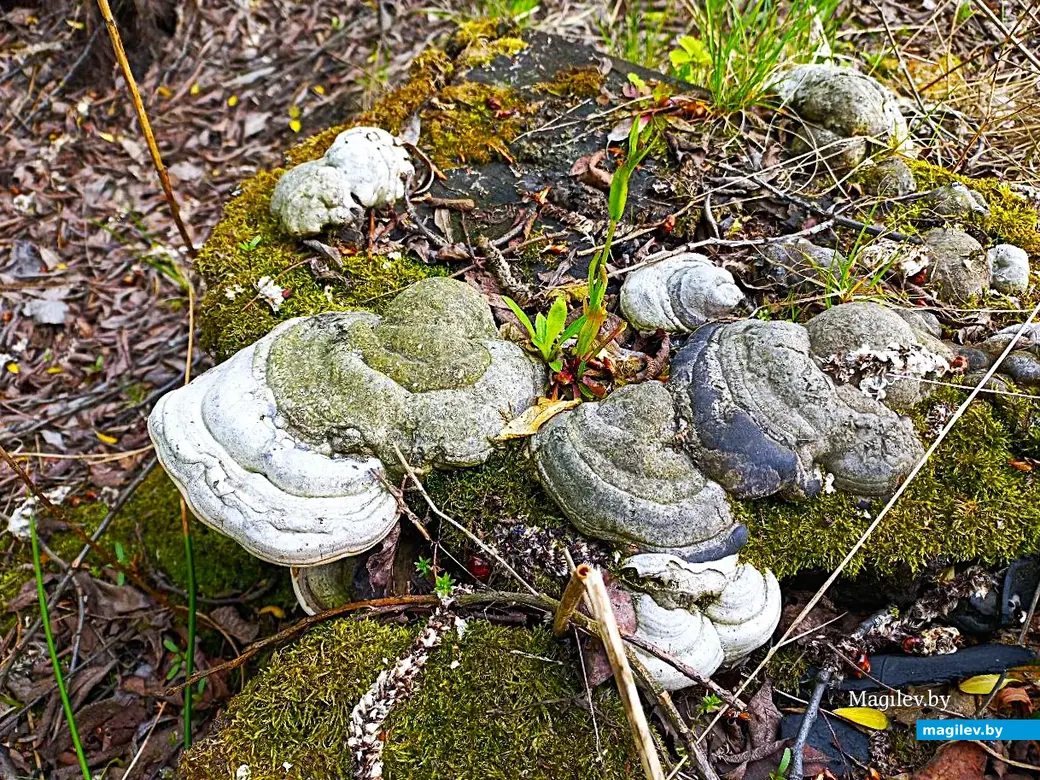 19.05.2025, Могилев, окрестности микрорайона Казимировка.
