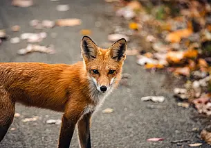 Почему дикие звери выходят к людям: рассказал специалист