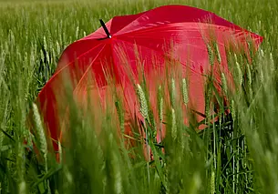 Временами дожди и до 16 градусов с плюсом: какой будет погода в Могилеве 12 июня