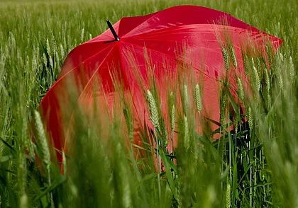 Кратковременные дожди, грозы и до +19 тепла: какой будет погода в Могилеве