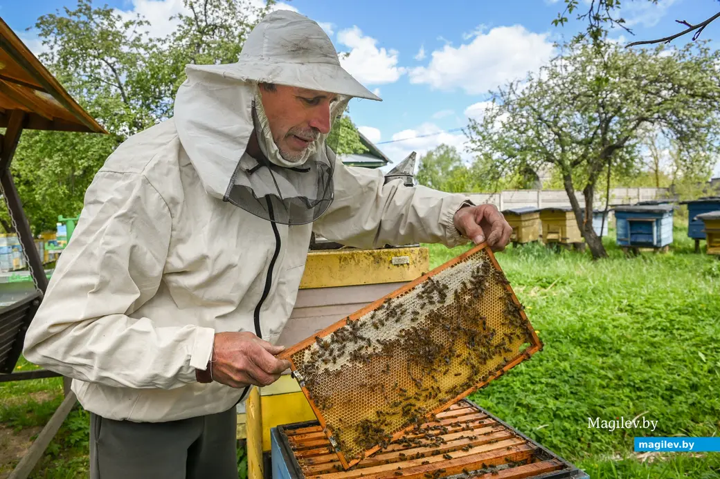 14.05.2025. Дубовка Бобруйского района. Пчеловод Юрий Шинкевич.