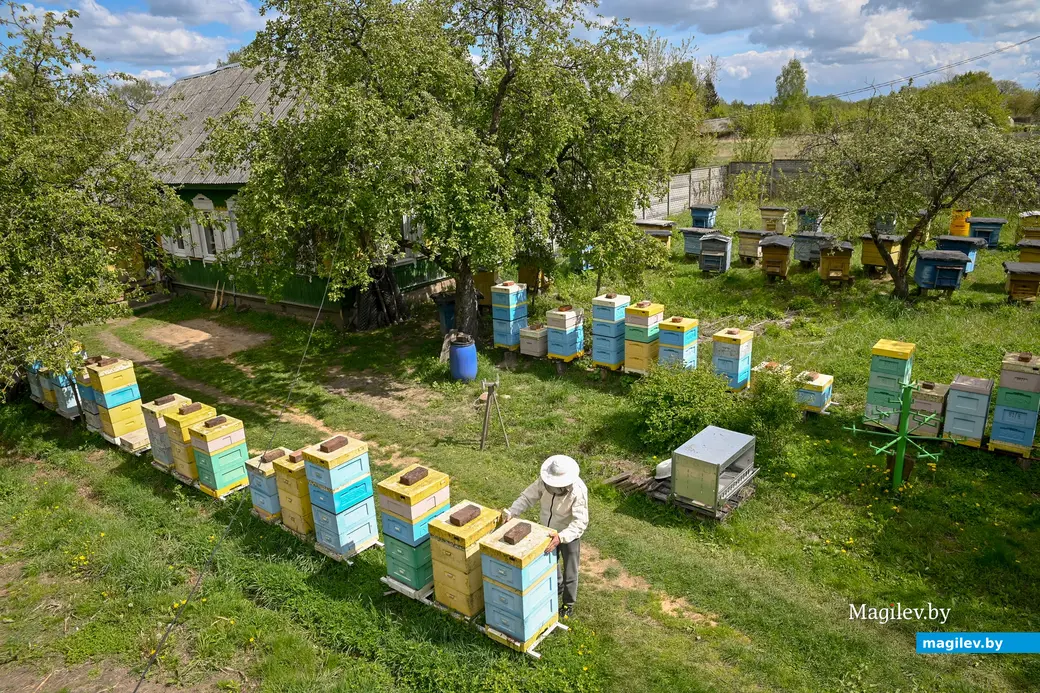 14.05.2025. д. Дубовка Бобруйского района. Пчеловод Юрий Шинкевич.