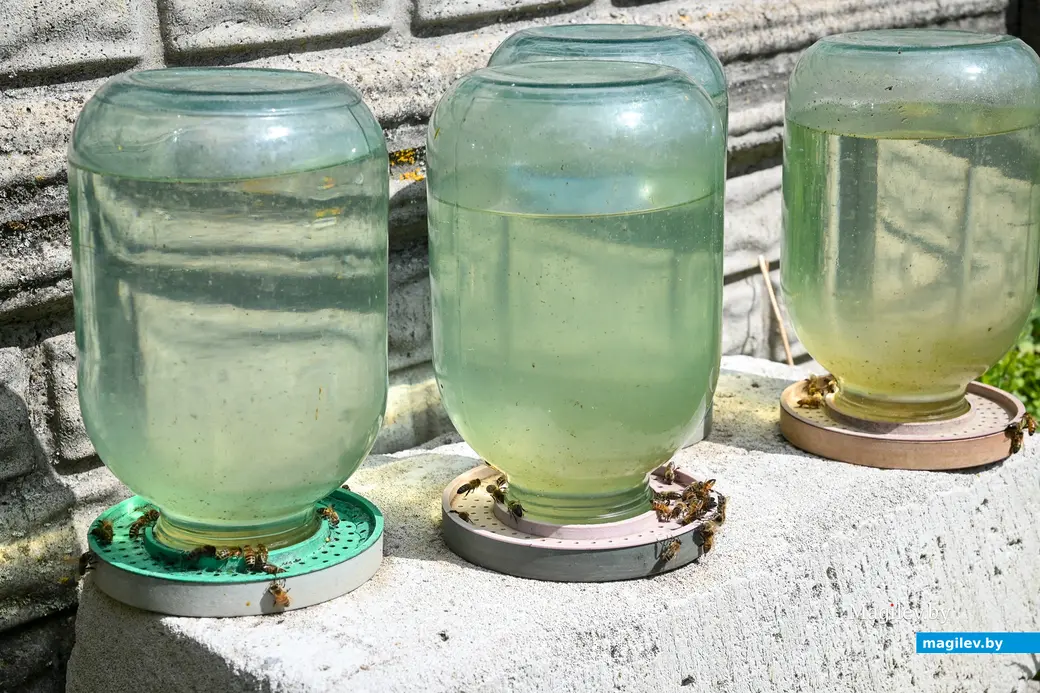 14.05.2025. д. Дубовка Бобруйского района. В гостях у пчеловода Юрия Шинкевича.