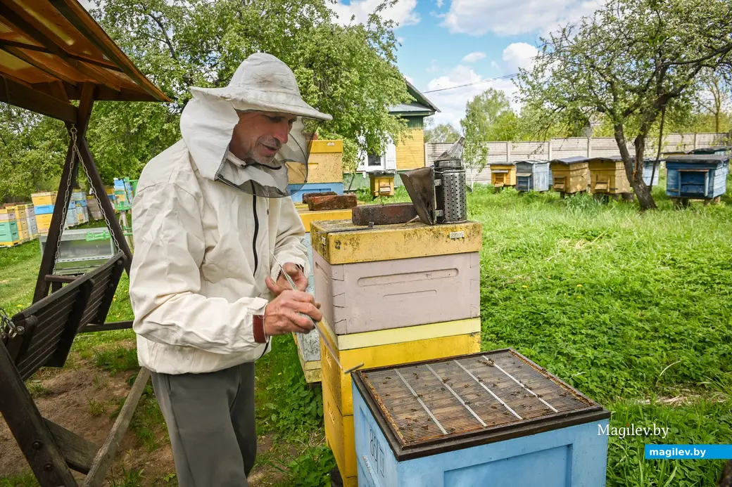 14.05.2025. д. Дубовка Бобруйского района. Пчеловод Юрий Шинкевич