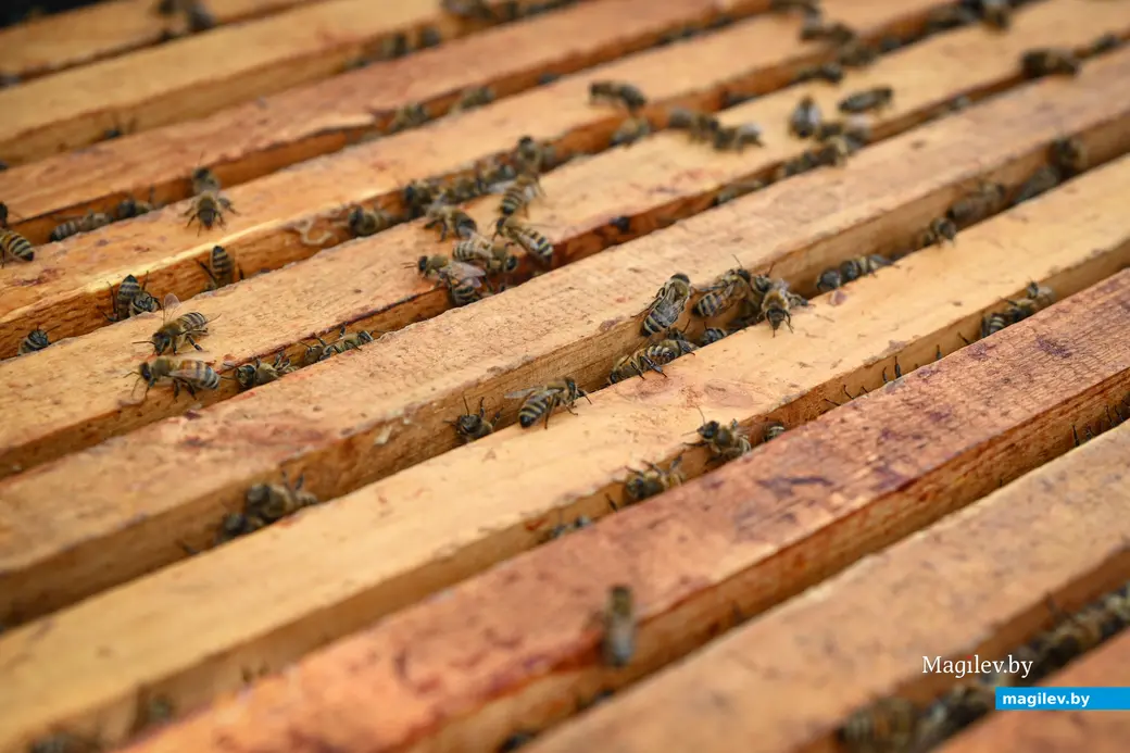 14.05.2025. Дубовка Бобруйского района. В гостях у пчеловода Юрия Шинкевича.