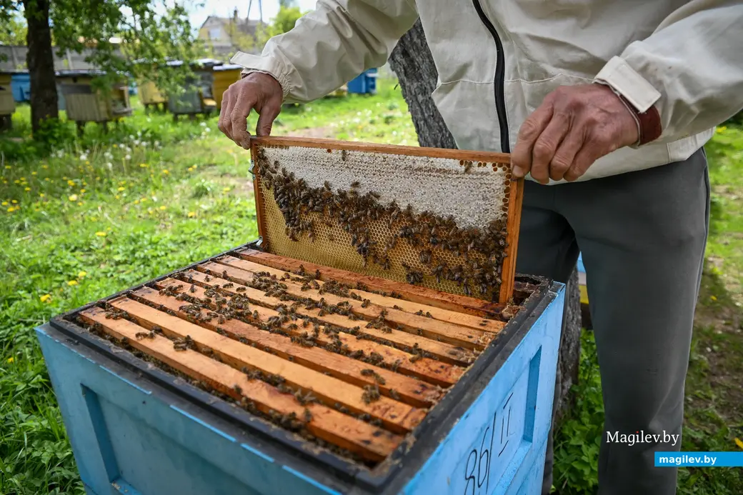 14.05.2025. д. Дубовка Бобруйского района. В гостях у пчеловода Юрия Шинкевича.