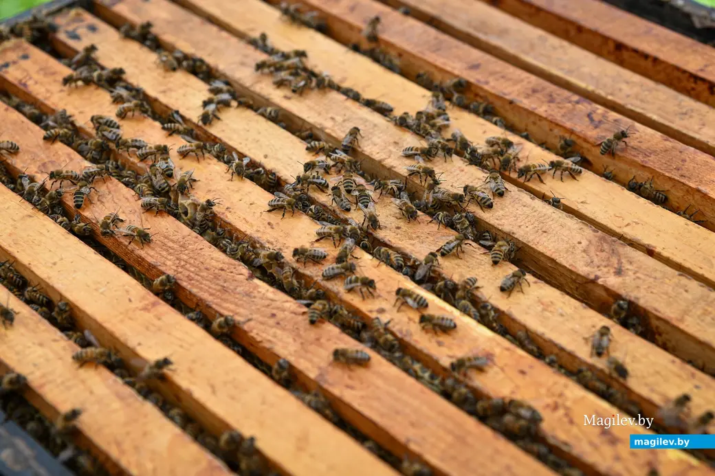 14.05.2025. д. Дубовка Бобруйского района. В гостях у пчеловода Юрия Шинкевича.
