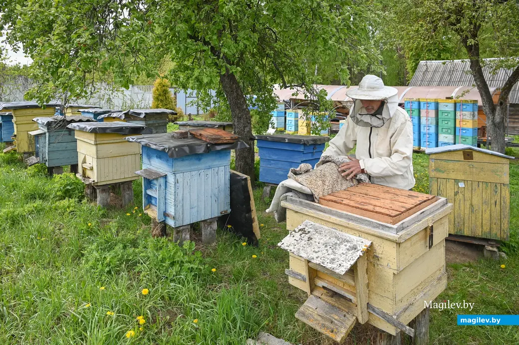 14.05.2025. д. Дубовка Бобруйского района. Пчеловод Юрий Шинкевич.