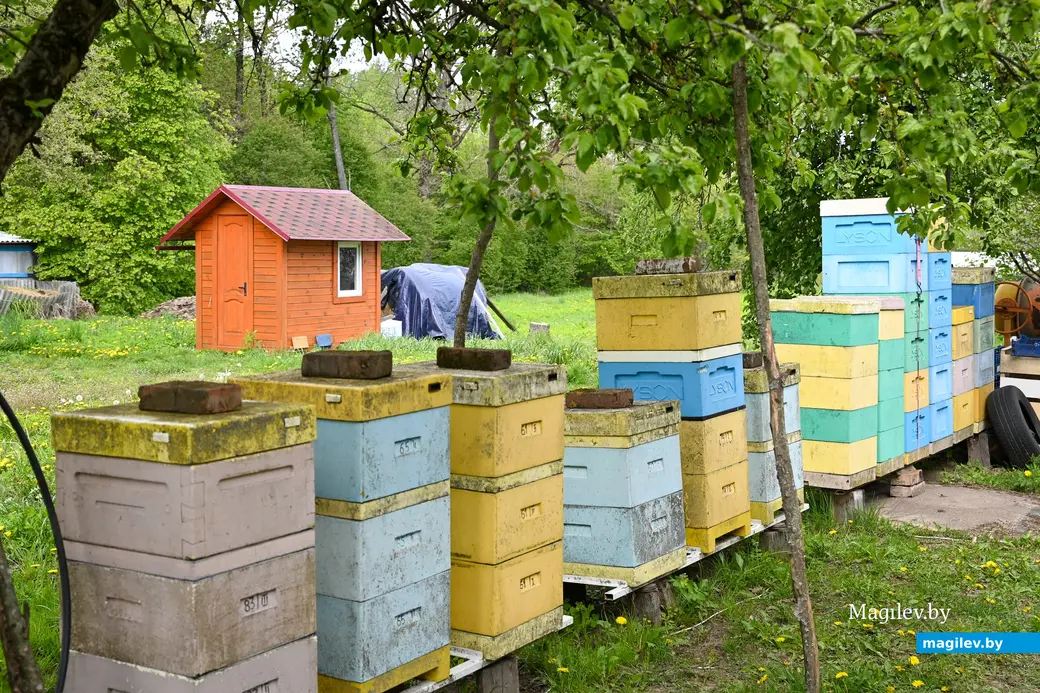 14.05.2025. д. Дубовка Бобруйского района. В гостях у пчеловода Юрия Шинкевича.
