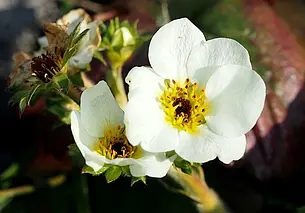 Заморозки или долгоносик: разбираемся в причинах почернения цветов клубники