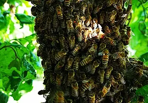 В Гродненской области мужчина умер от укуса пчел