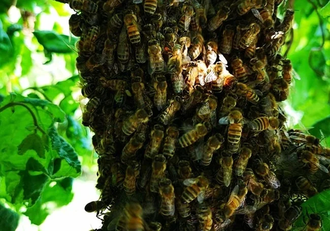 В Гродненской области мужчина умер от укуса пчел