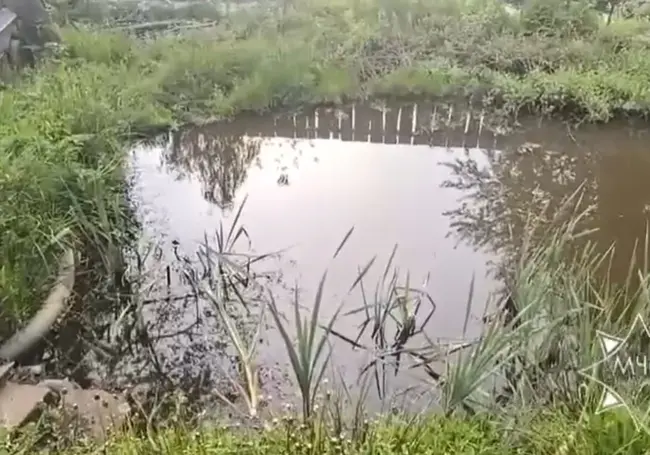 Ребенок утонул в пруду-копани на территории садового товарищества в Витебском районе