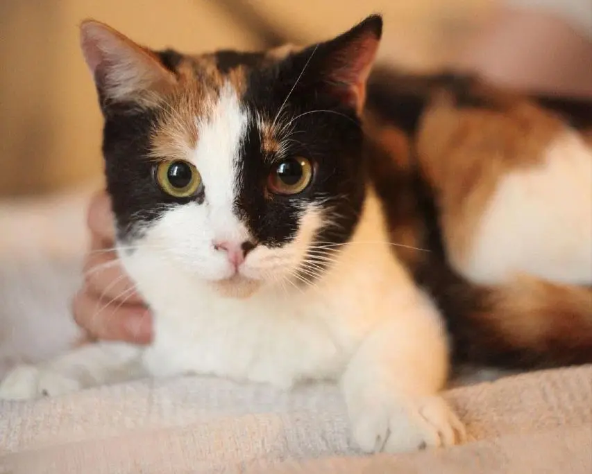 Кошечка Дина.