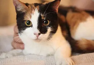 Собака Одри, кошка Дина и щенок Мия: кто ищет хозяина в Могилеве