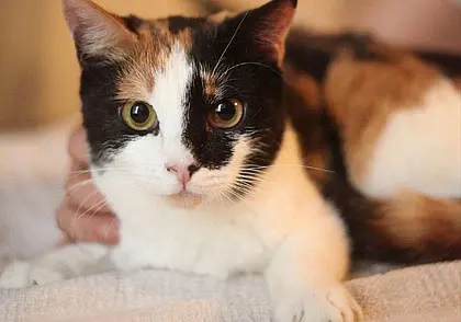 Собака Одри, кошка Дина и щенок Мия: кто ищет хозяина в Могилеве