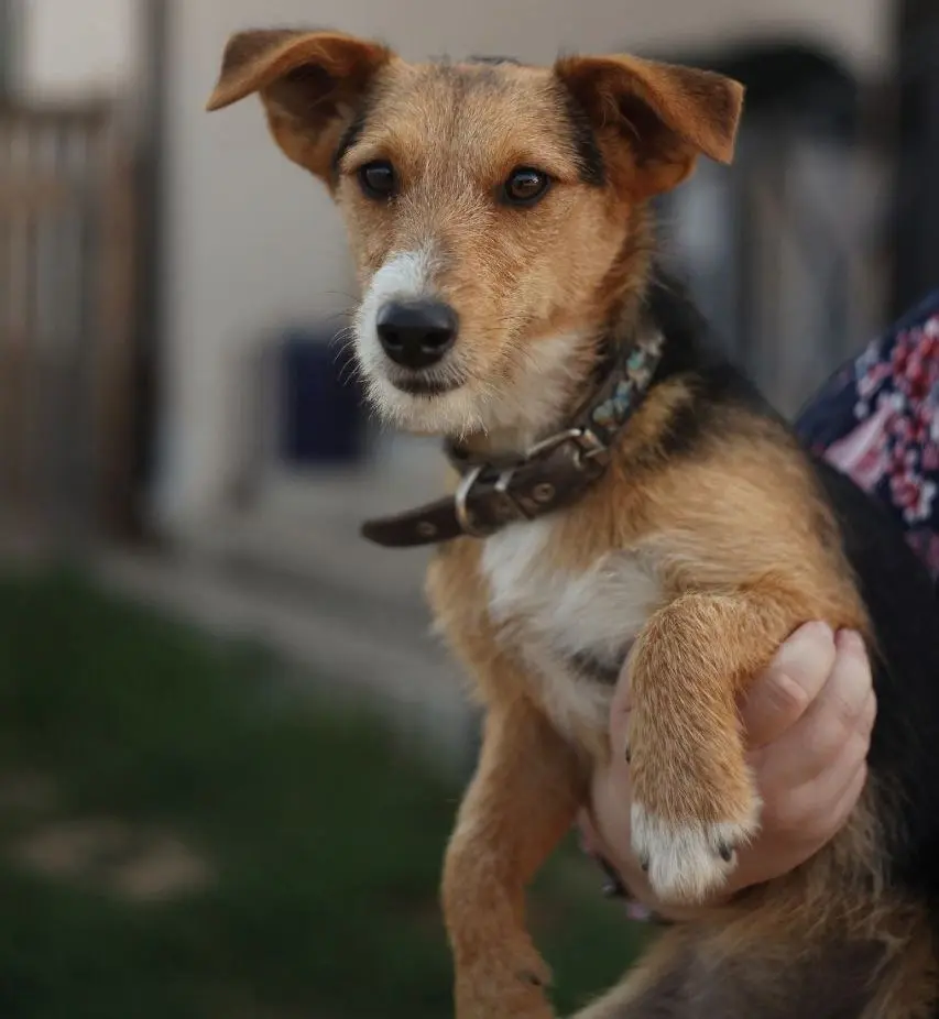 Собака Одри.