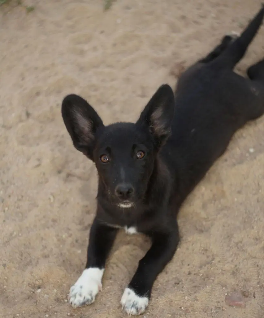 Щенок Роки.