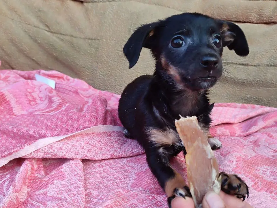 Собака Мия.