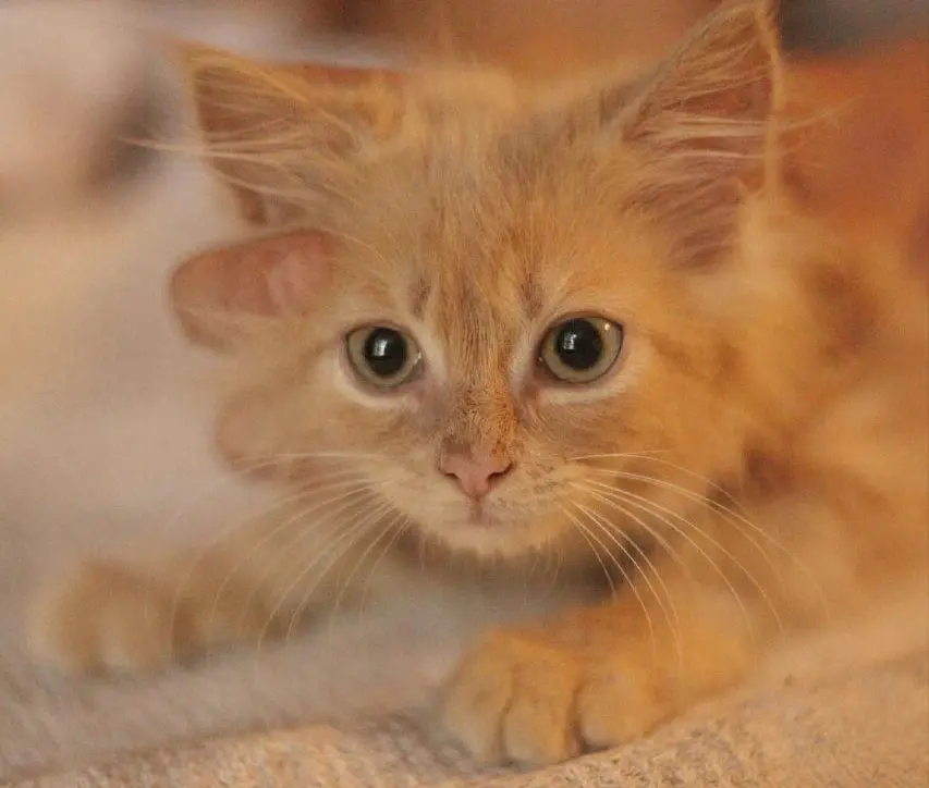 Маленькая кошечка Пушинка.