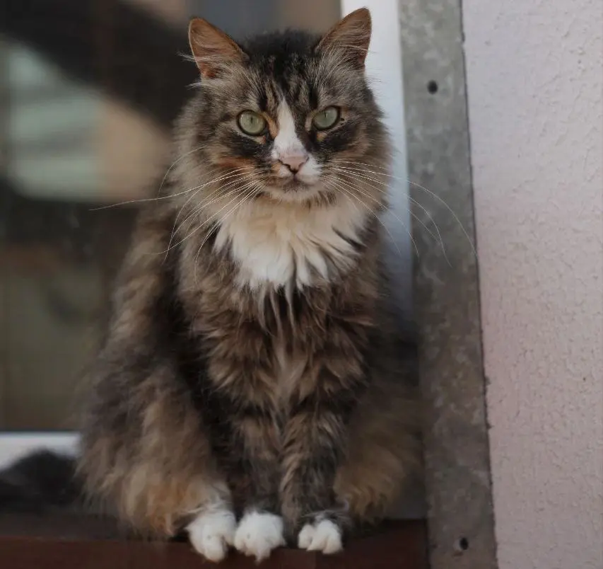 Кошка Соня.