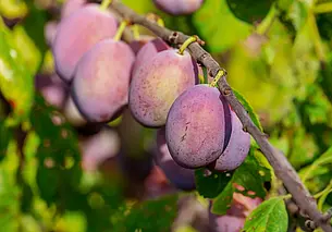 Чем нужно подкормить сливы в сентябре: ветки будут ломаться от ягод в следующем сезоне