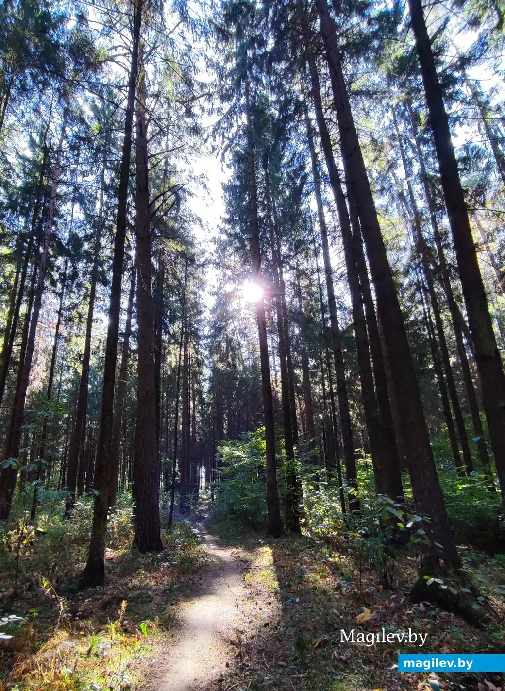 21 сентября 2024 г. Любужский лесопарк.