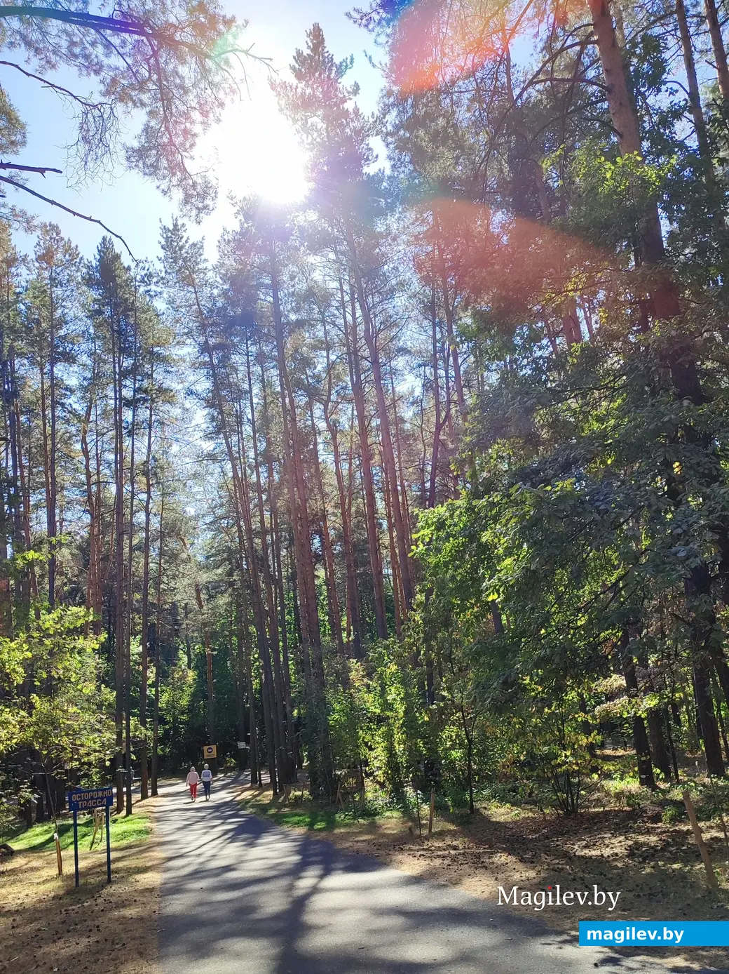 21 сентября 2024 г. Любужский лесопарк.