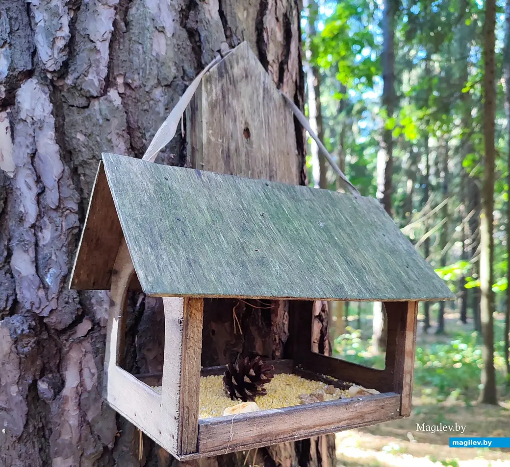 21 сентября 2024 г. Любужский лесопарк.